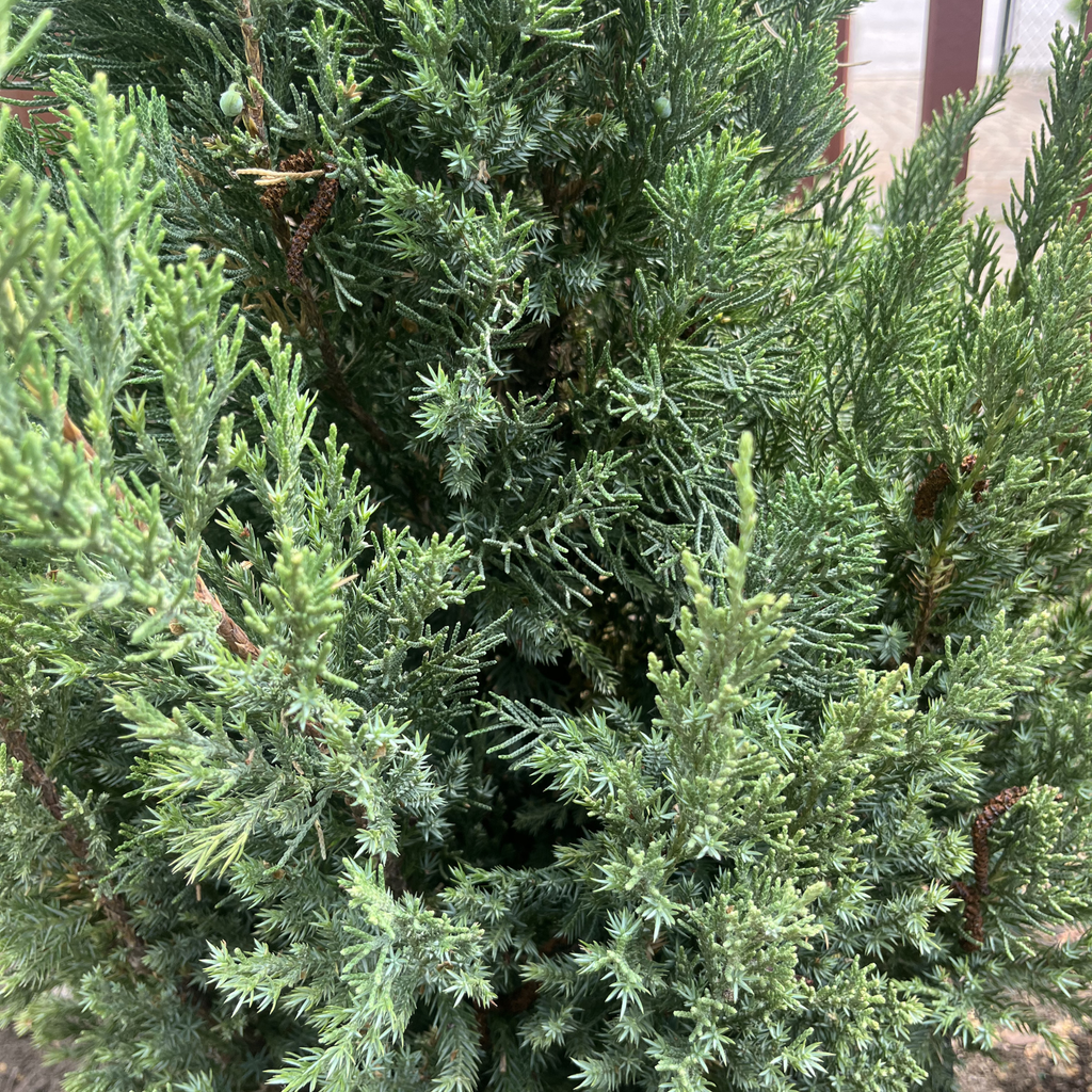 Blue Point Juniper