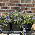 Blue Waterfall Bellflower