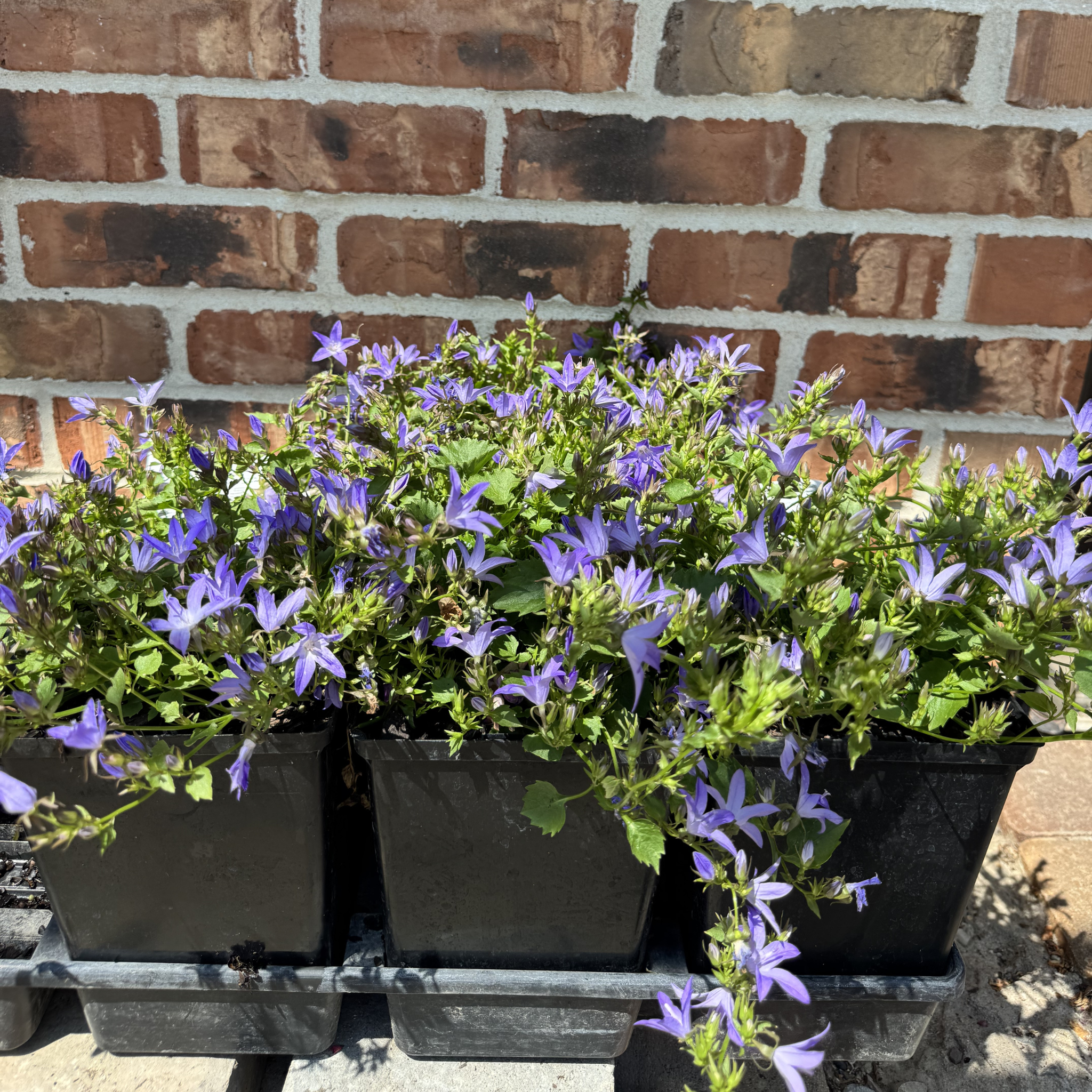 Blue Waterfall Bellflower