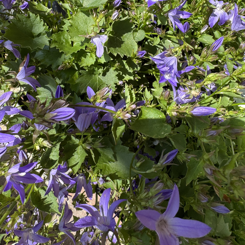 Blue Waterfall Bellflower