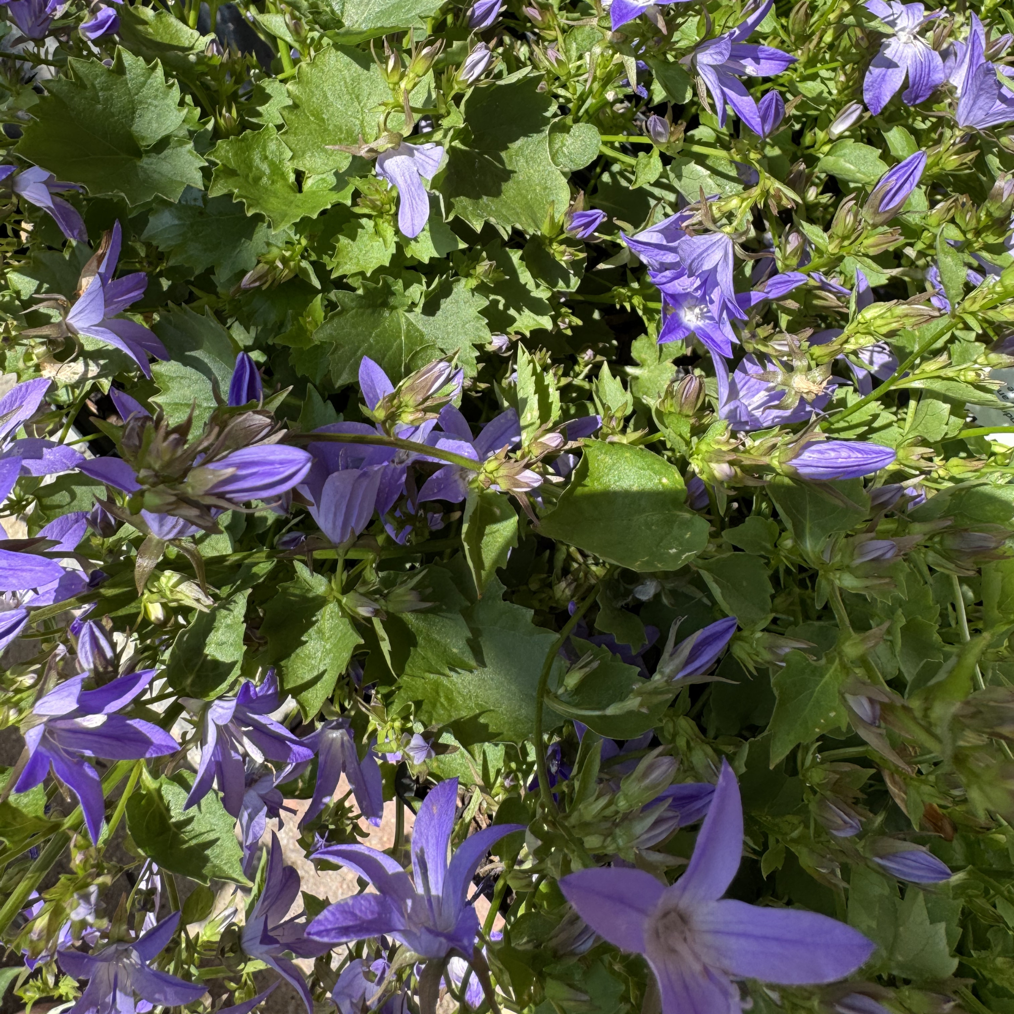 Blue Waterfall Bellflower