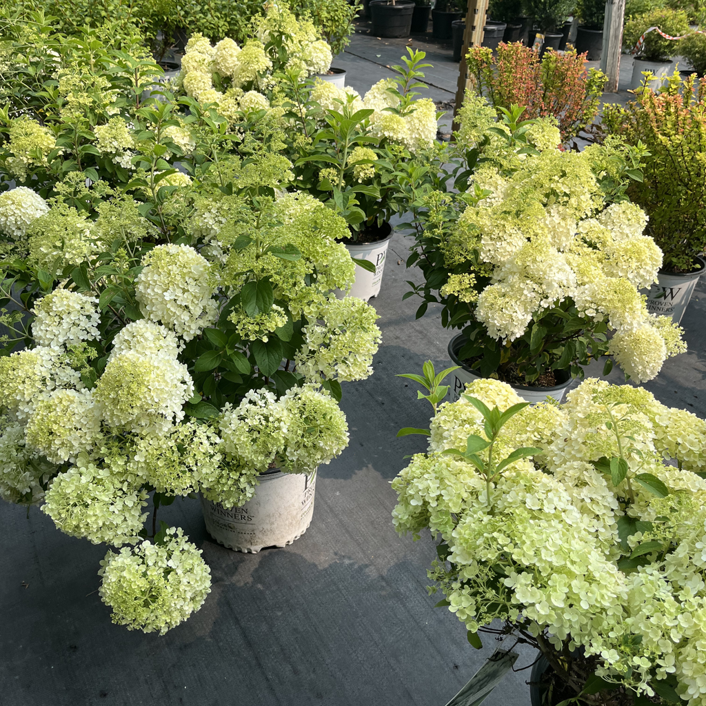 Bobo Hydrangea