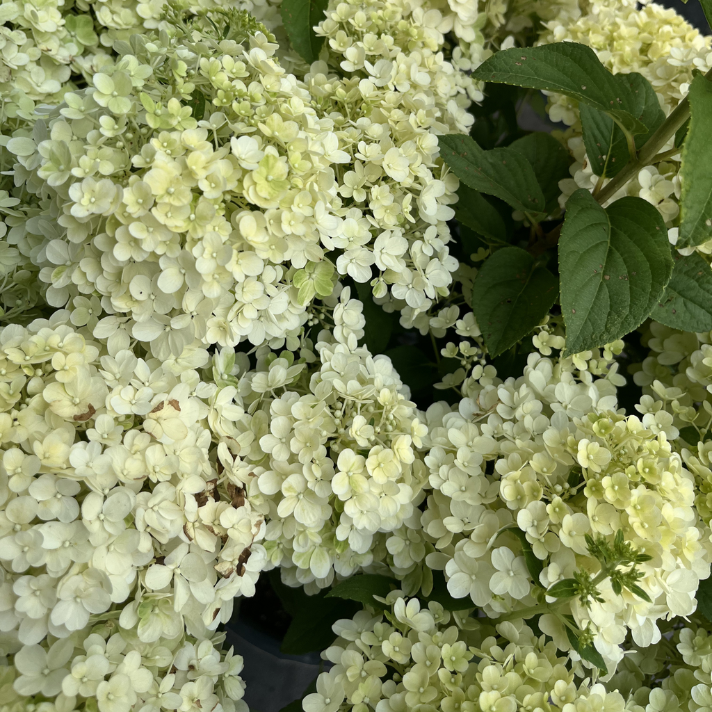 Bobo Hydrangea