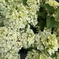Bobo Hydrangea