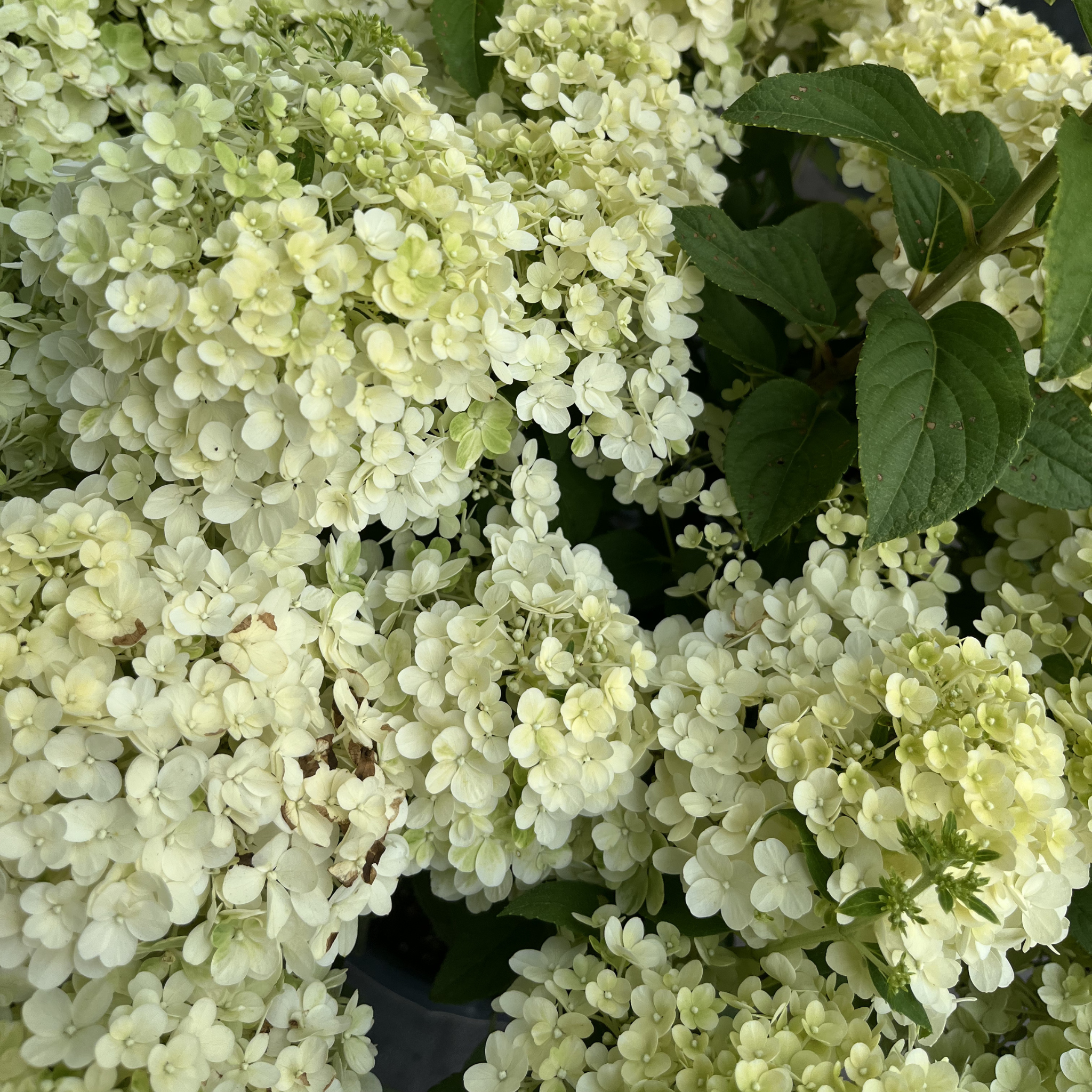 Bobo Hydrangea