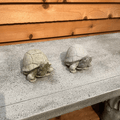Box Turtle