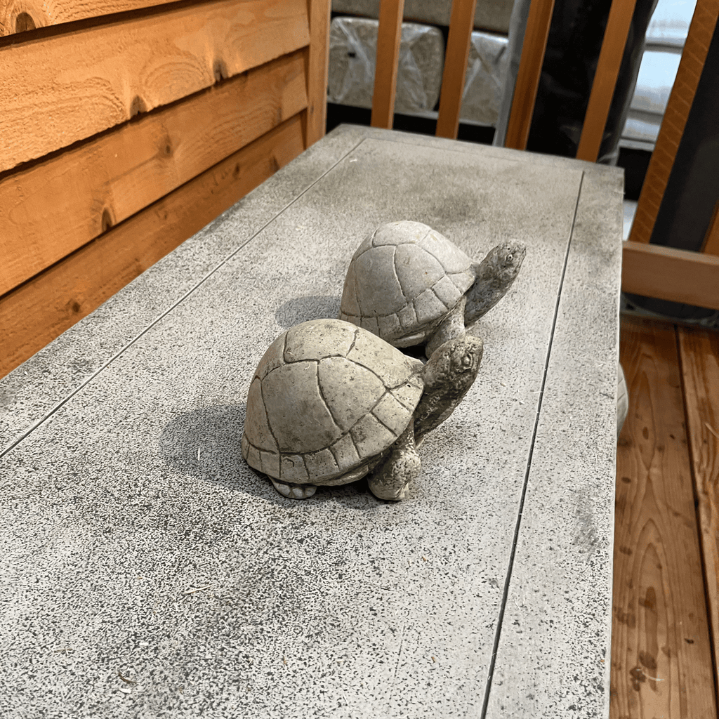 Box Turtle