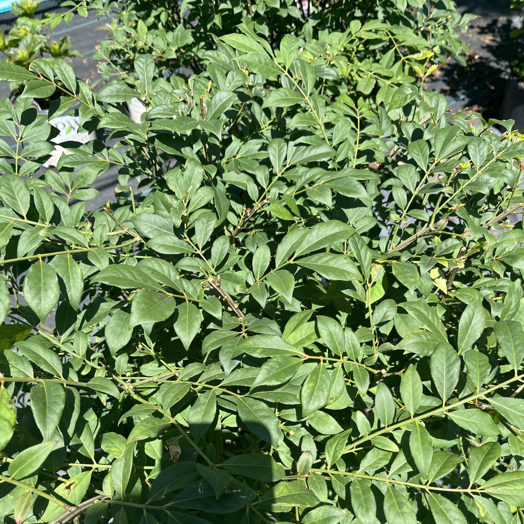 Burning Bush