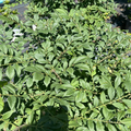 Burning Bush