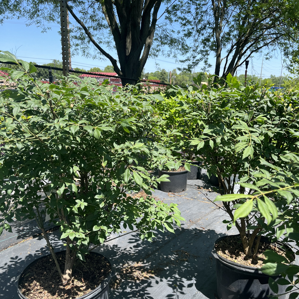 Burning Bush