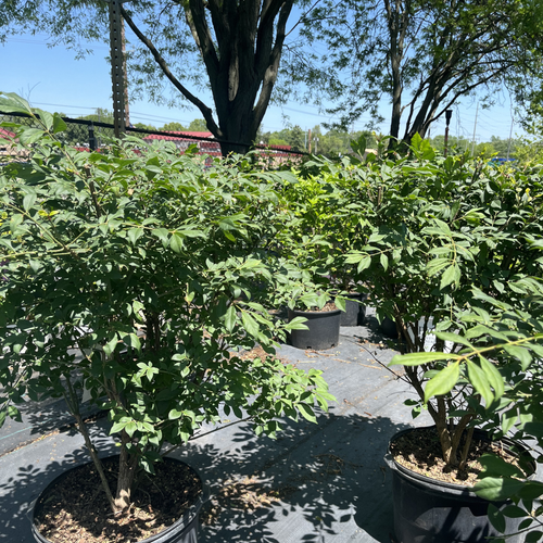 Burning Bush