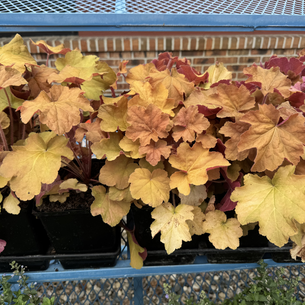 Caramel Coral Bells