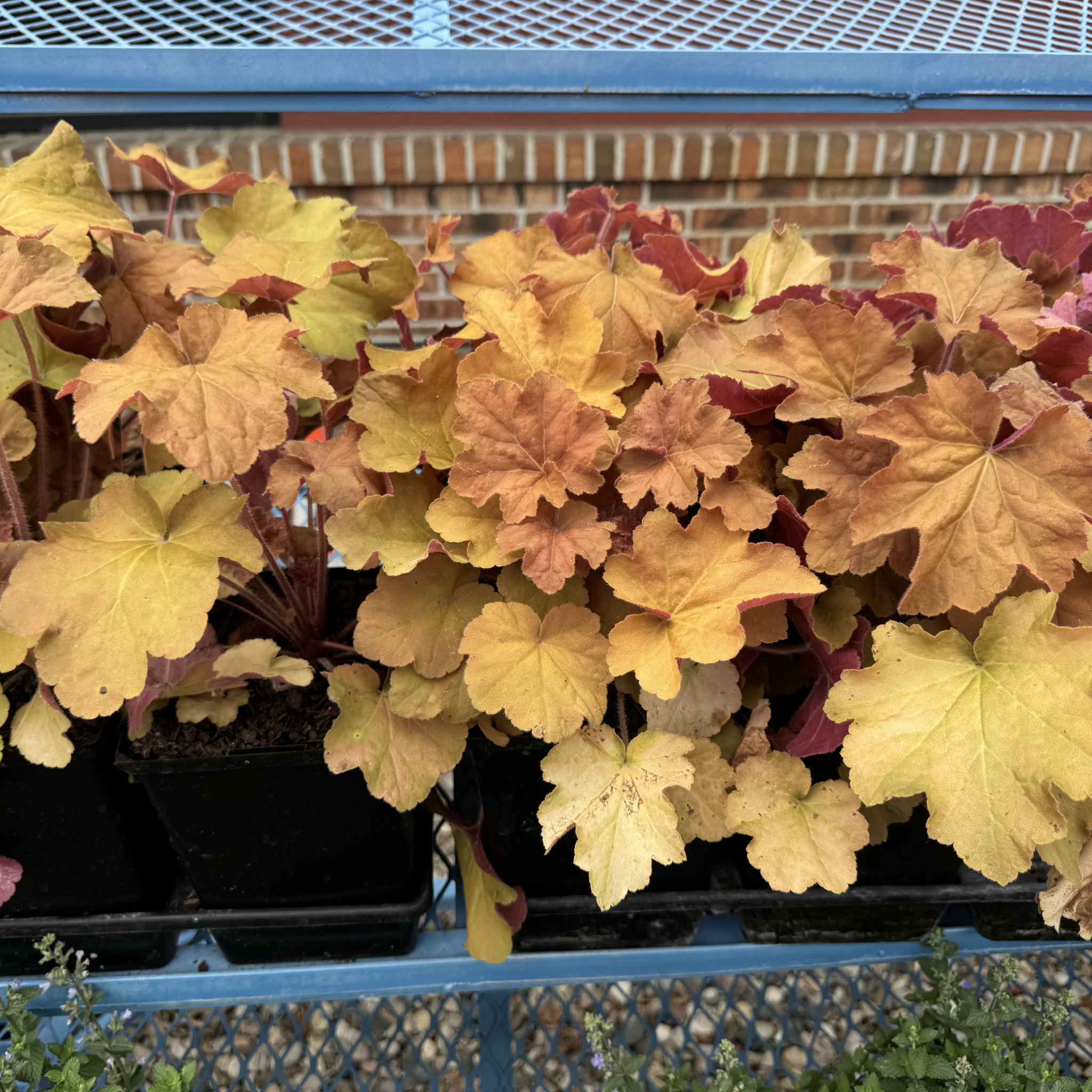 Caramel Coral Bells
