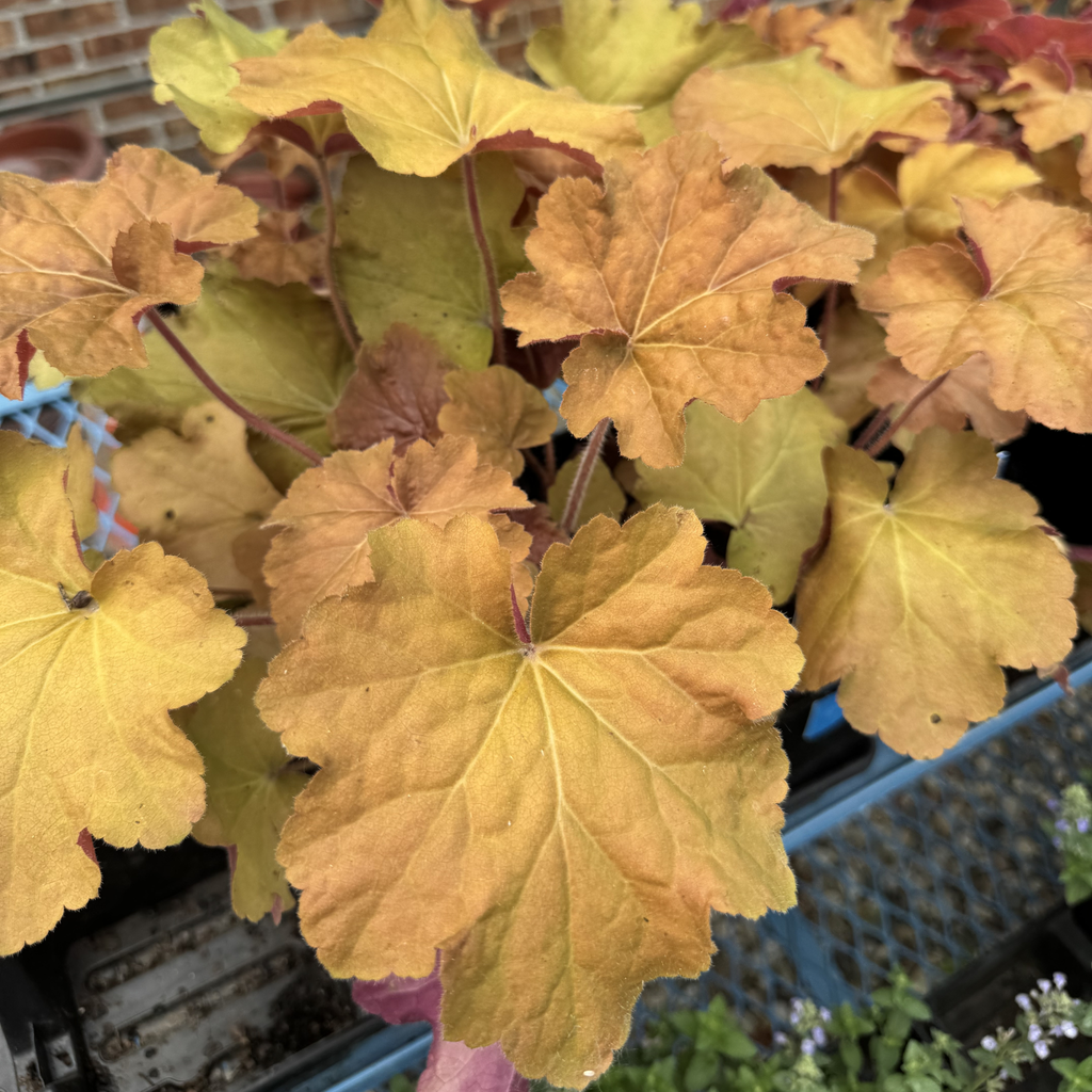 Caramel Coral Bells