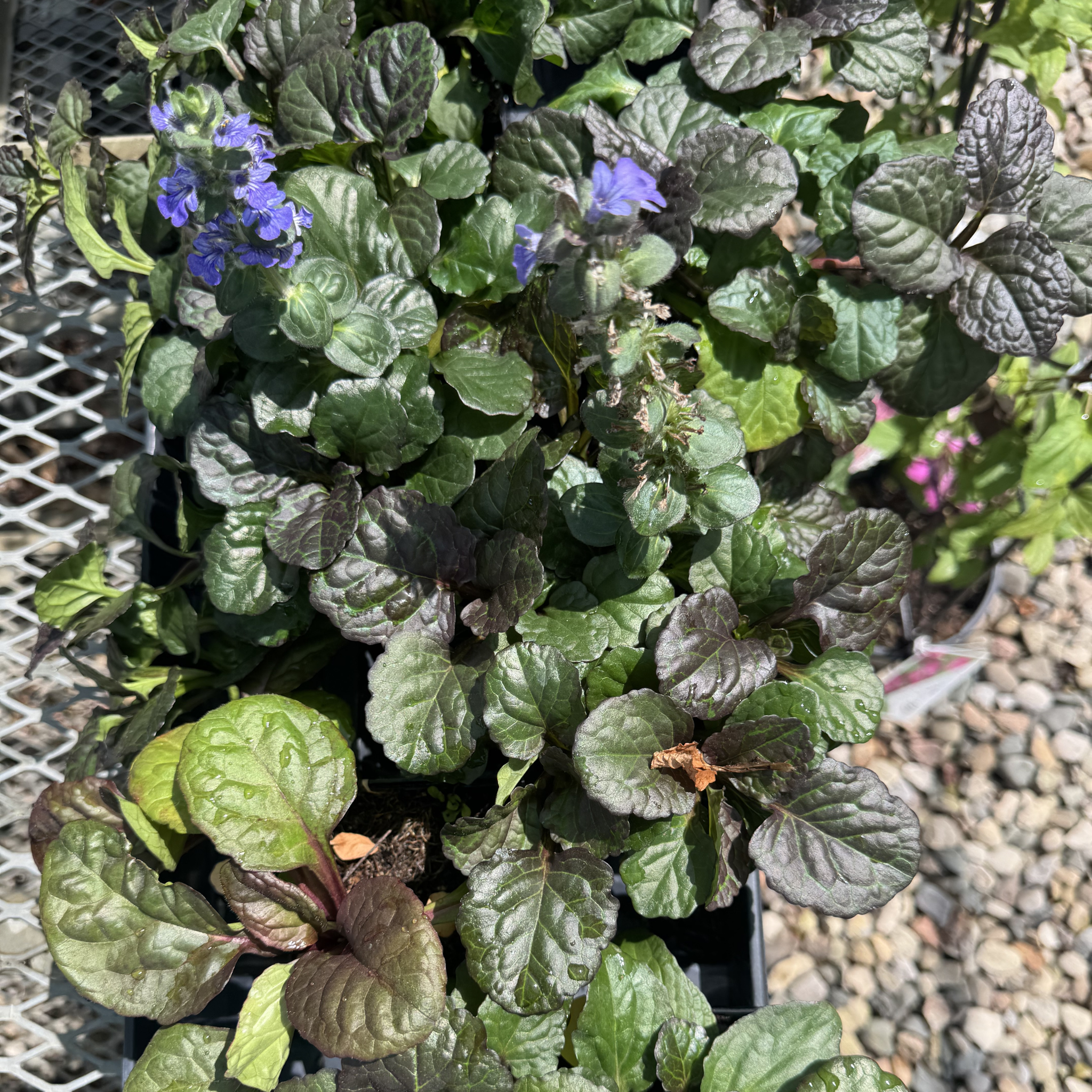 Catlin's Giant Ajuga