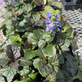 Catlin's Giant Ajuga