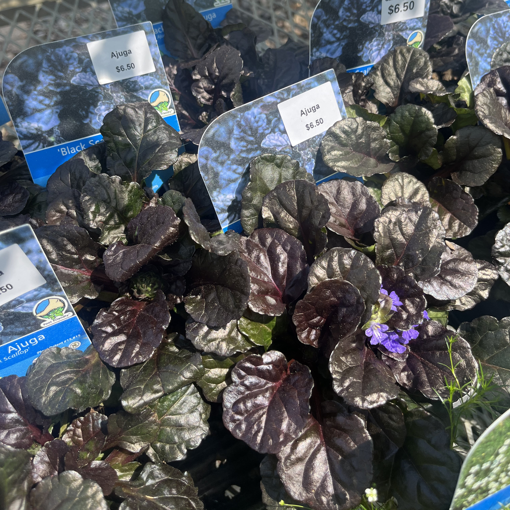 Black Scallop Ajuga