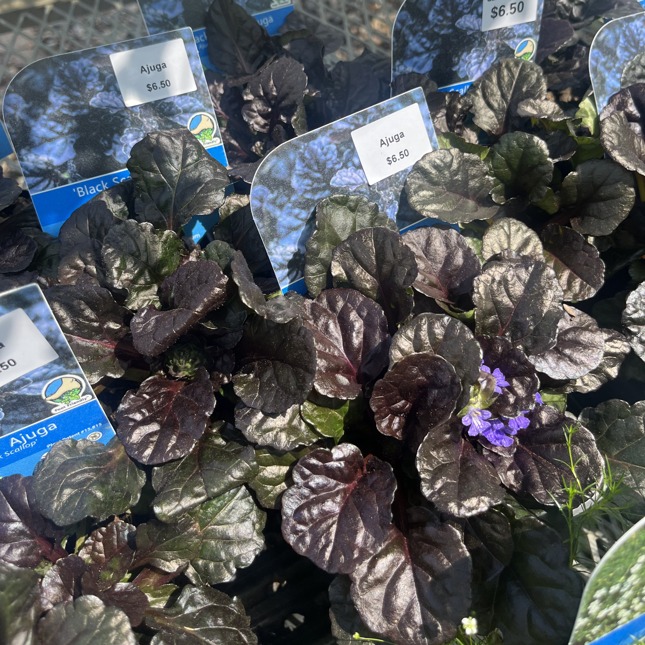 Black Scallop Ajuga