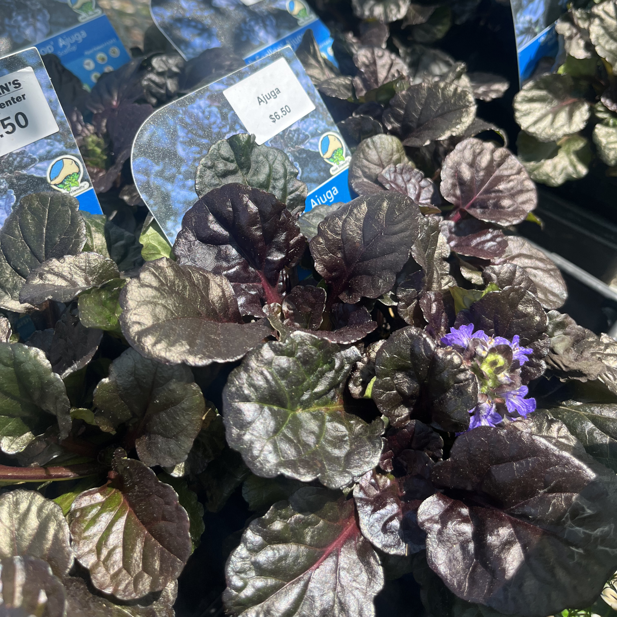 Black Scallop Ajuga