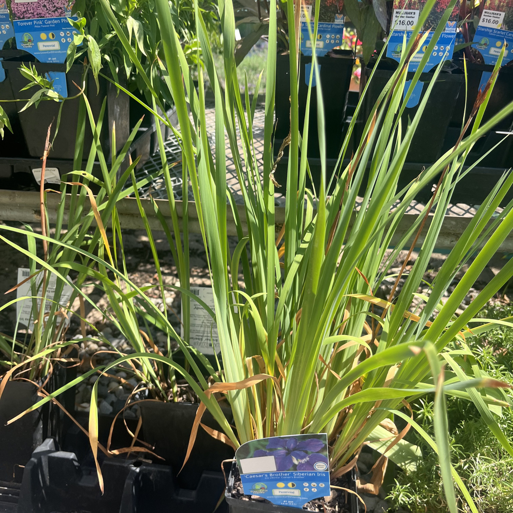 Caesar's Brother Siberian Iris