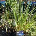 Caesar's Brother Siberian Iris