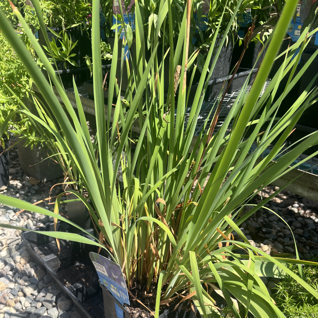 Caesar's Brother Siberian Iris