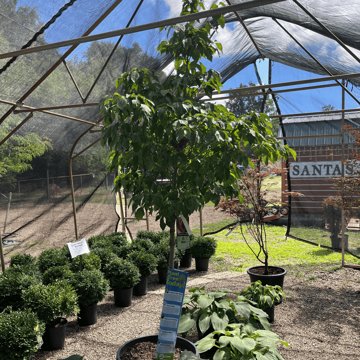 Cherokee Brave Dogwood