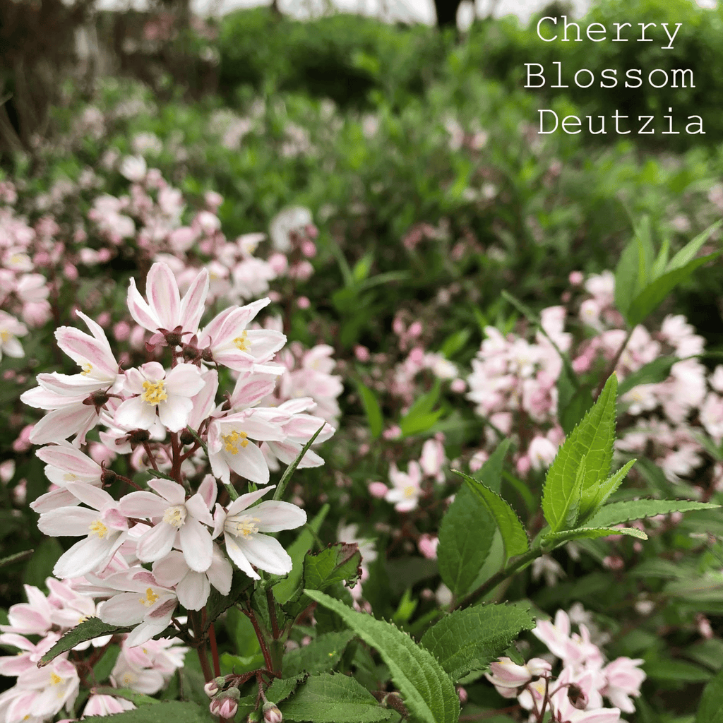 Yuki Cherry Blossom Deutzia