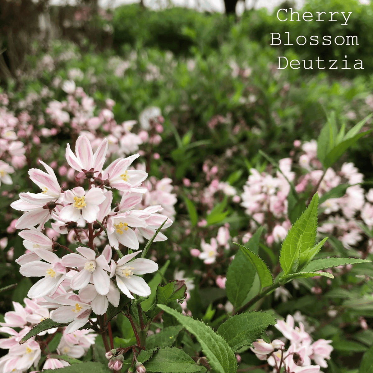 Yuki Cherry Blossom Deutzia
