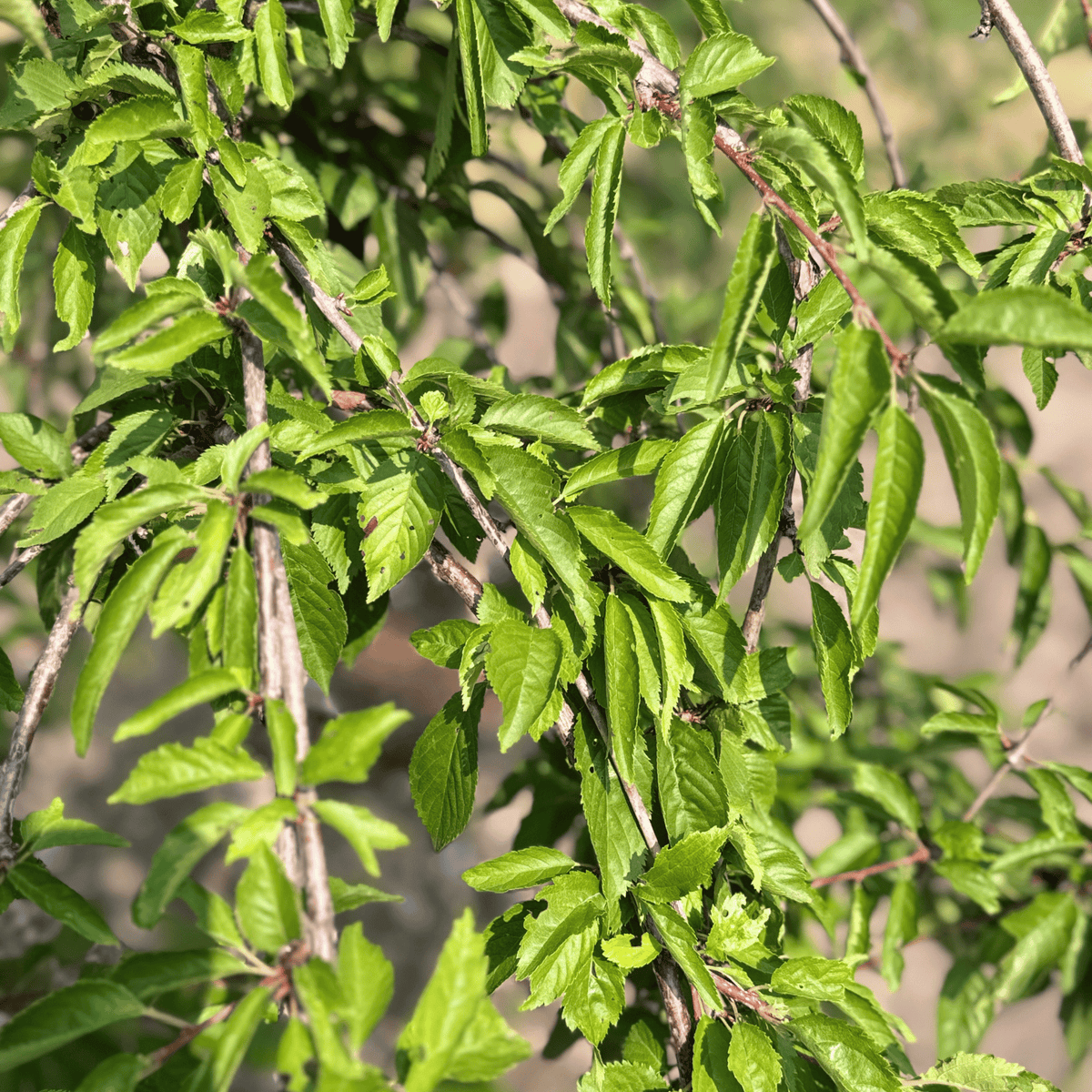 Snowfountain Cherry