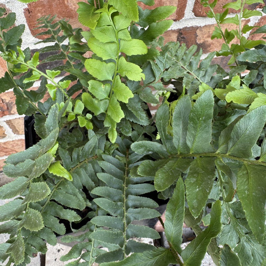 Christmas Fern