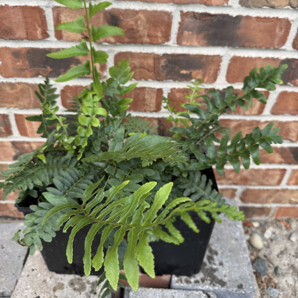 Christmas Fern