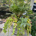 Classic Rolled Rim 11.5" with Ghost Fern & Creeping Charlie