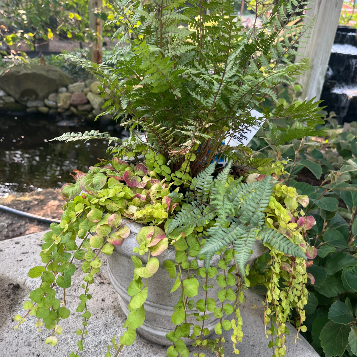 Classic Rolled Rim 11.5" with Ghost Fern & Creeping Charlie