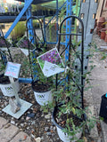 Summer Love Clematis