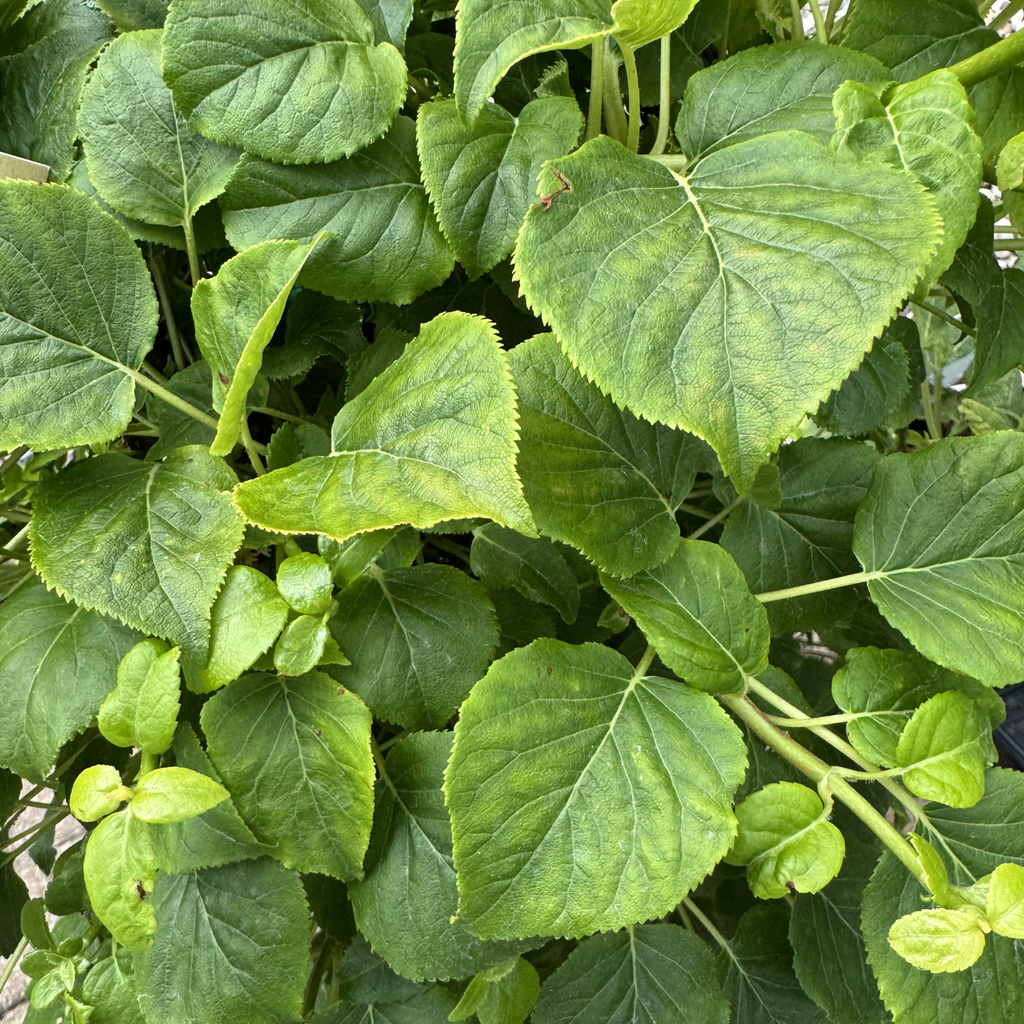 Climbing Hydrangea