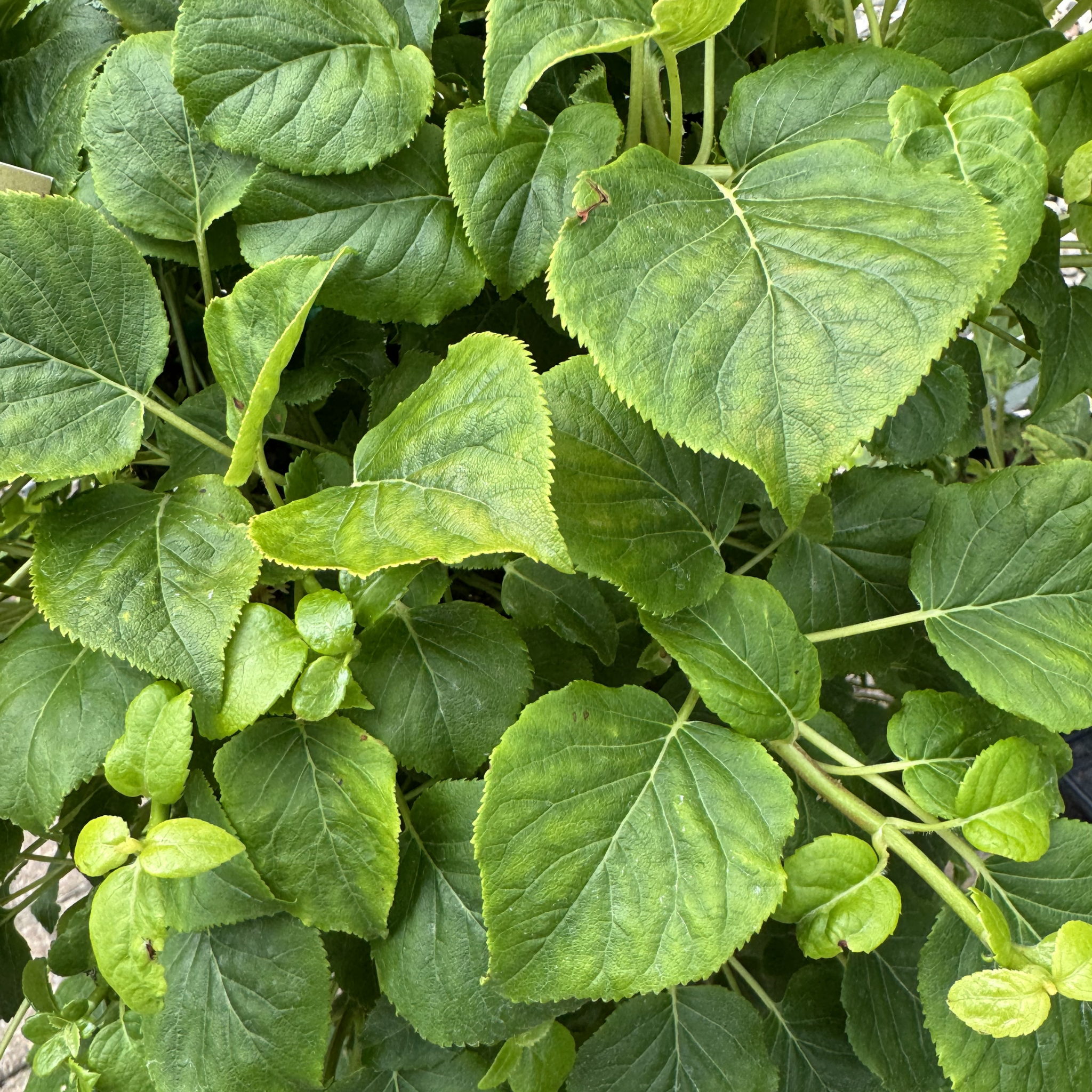 Climbing Hydrangea