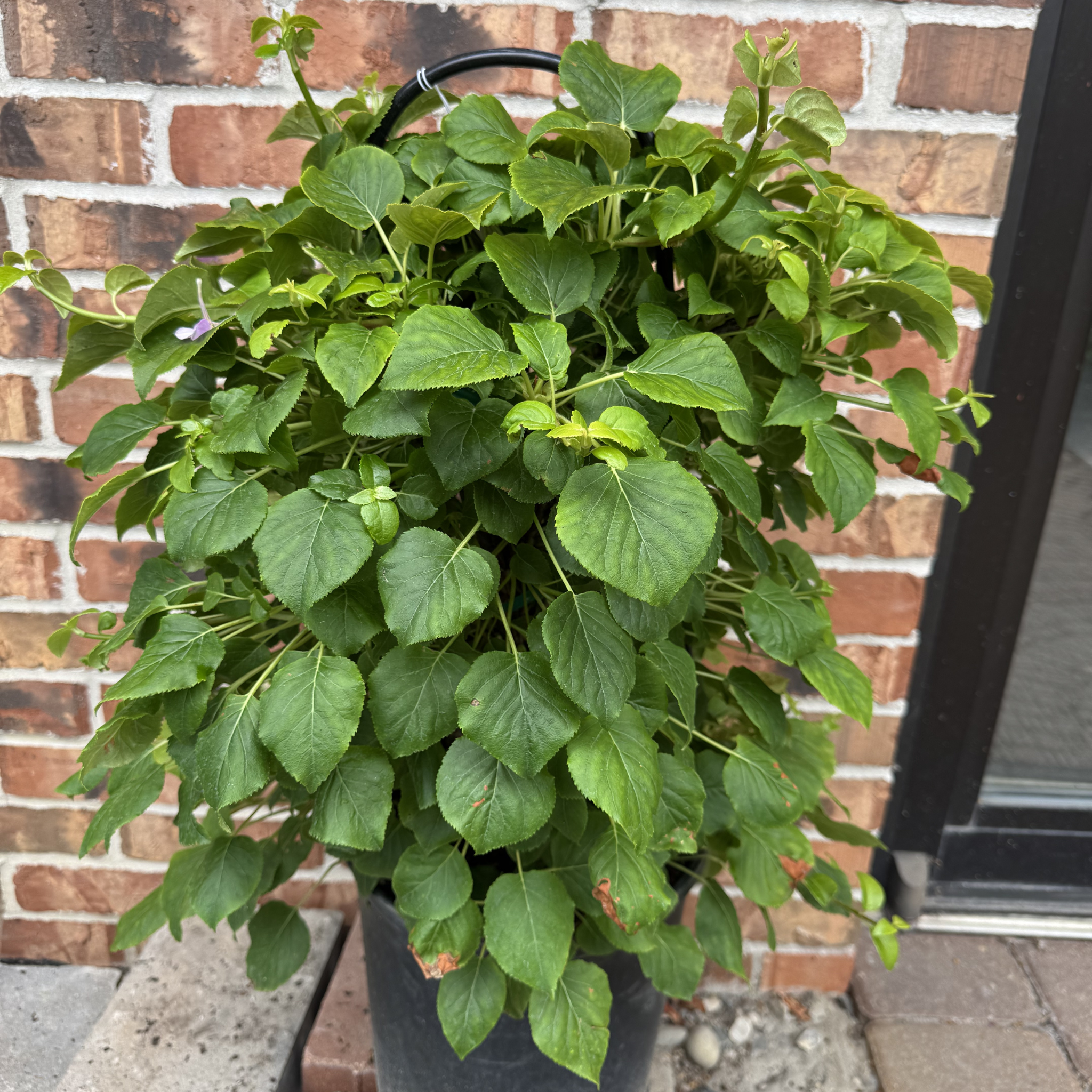 Climbing Hydrangea
