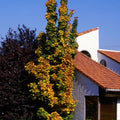Columnar Norway Maple