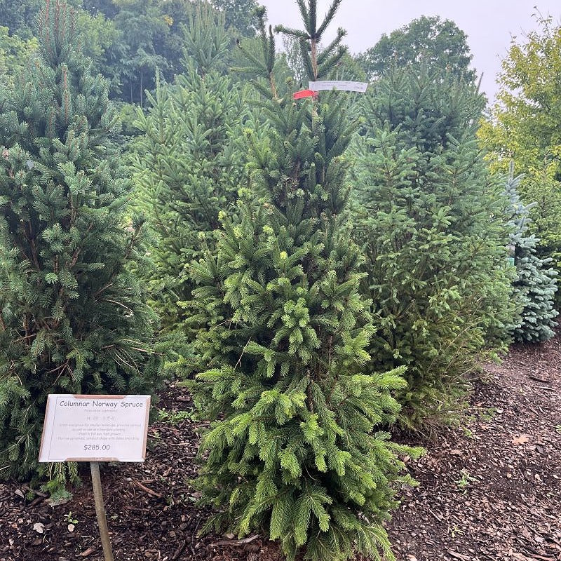 Columnar Norway  Spruce