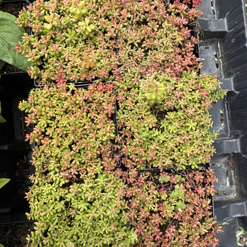 Coral Carpet Sedum