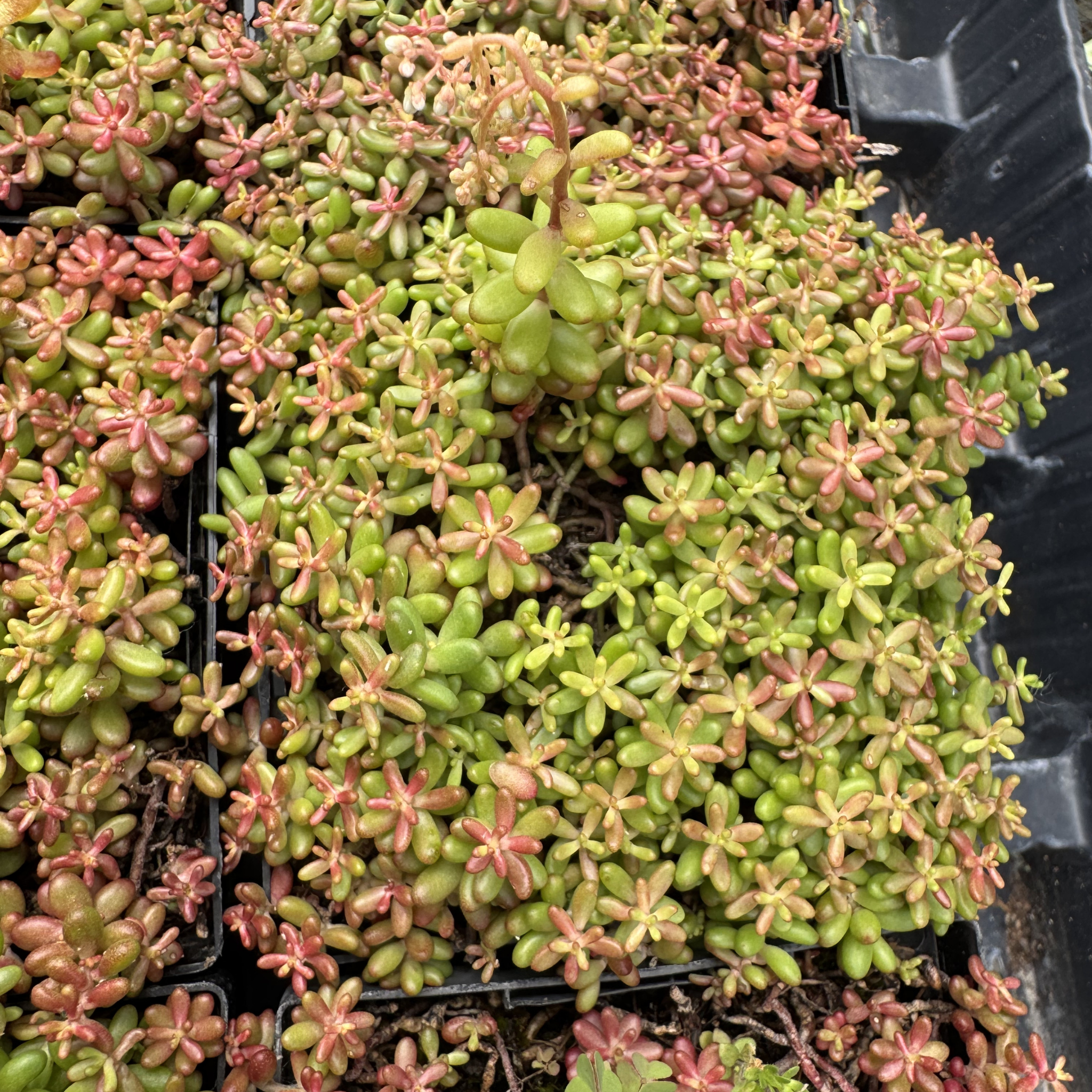 Coral Carpet Sedum