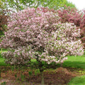 Coralburst Crabapple