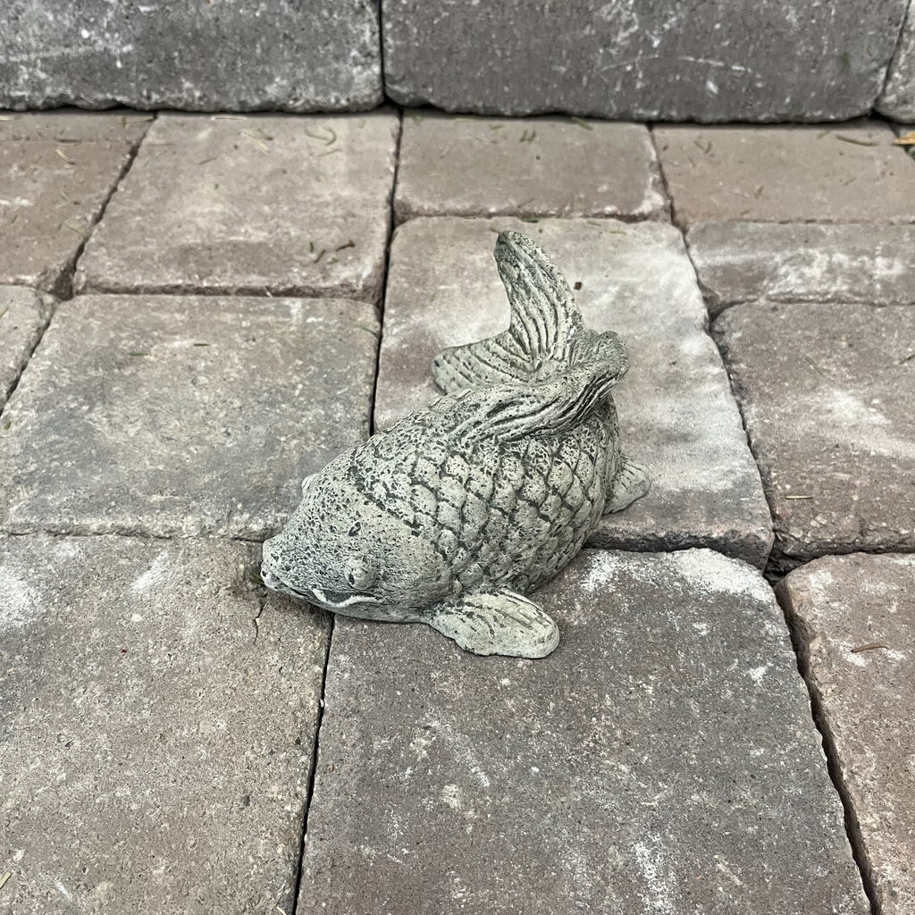Coy Koi