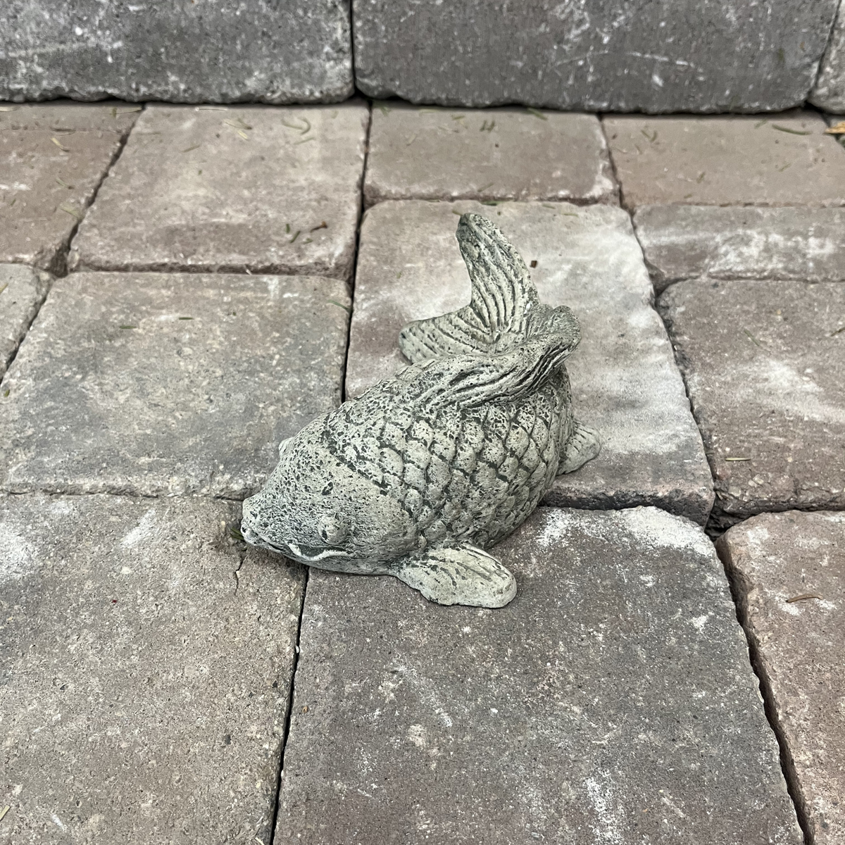 Coy Koi
