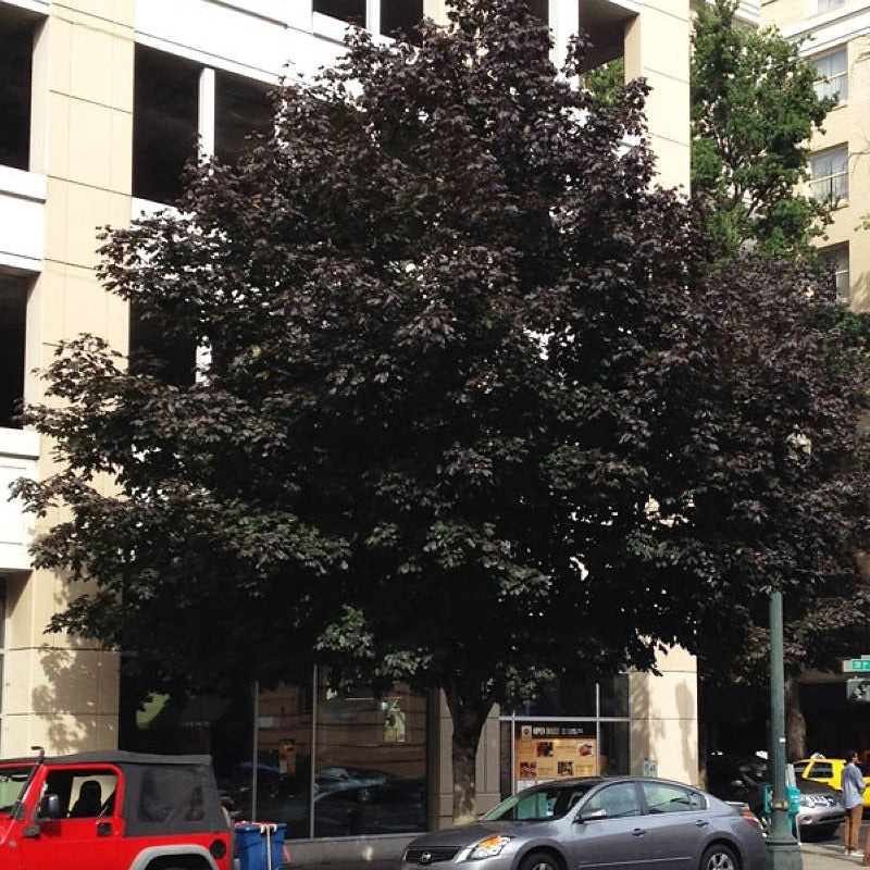 Crimson King Maple