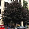 Crimson King Maple