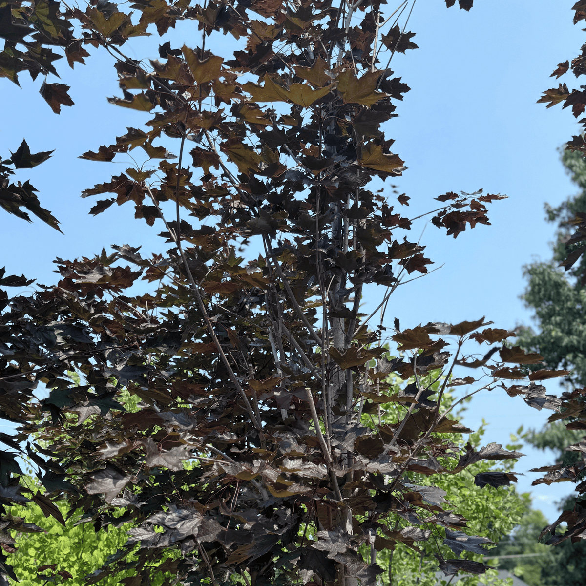 Crimson King Maple