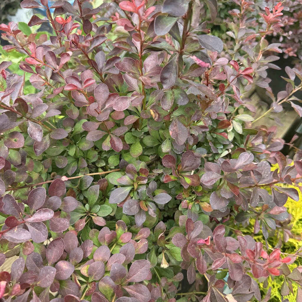 Crimson Pygmy Barberry