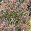 Crimson Pygmy Barberry